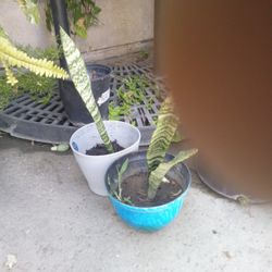 Baby Snake Plants In A Pot $7 Each