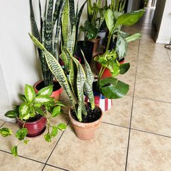 Plants For Sale 20 Each 