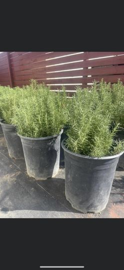 Rosemary 