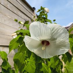Garden Hibiscus 