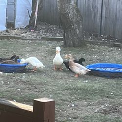 Farm duck eggs