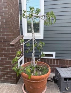 Free large plant, very heavy
