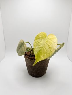 Monstera white monster