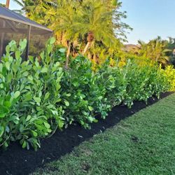 🌱 Clusia Guttifera – Delivery Available! Only $10