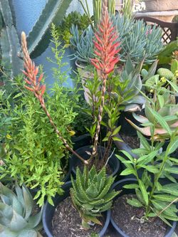 Aloe Vera