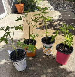 4 Citronella Plant Starts-$5 each
