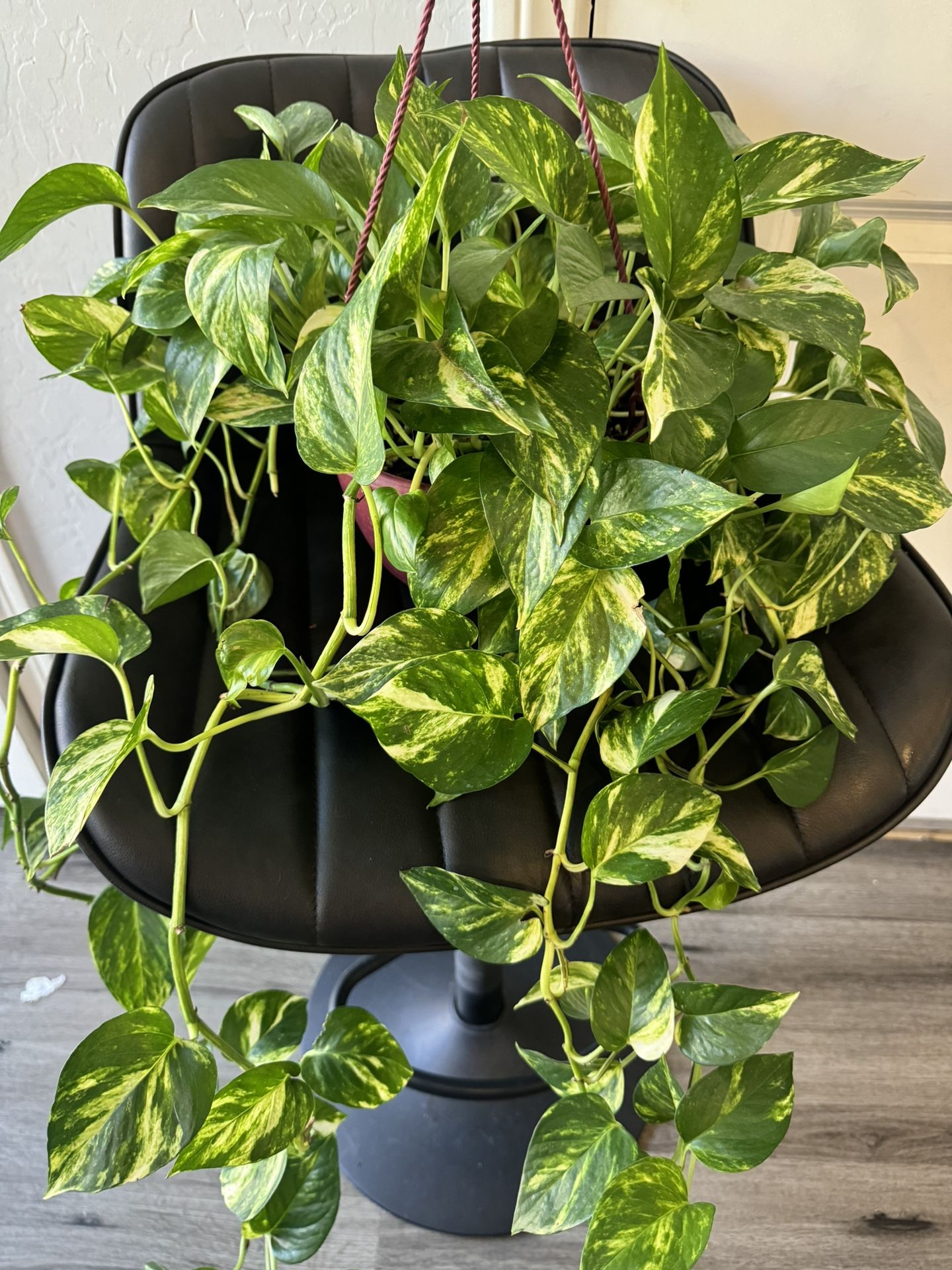 Golden Pothos Beautiful Plant 