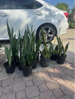 Full snake plant 5$ each