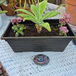 Succulents 