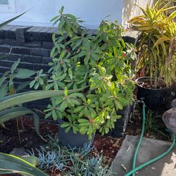 15 gallon crown of thorns