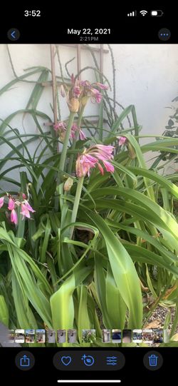 Crinum lily Starters 