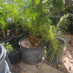 Pygmy Palm $38 each 7g