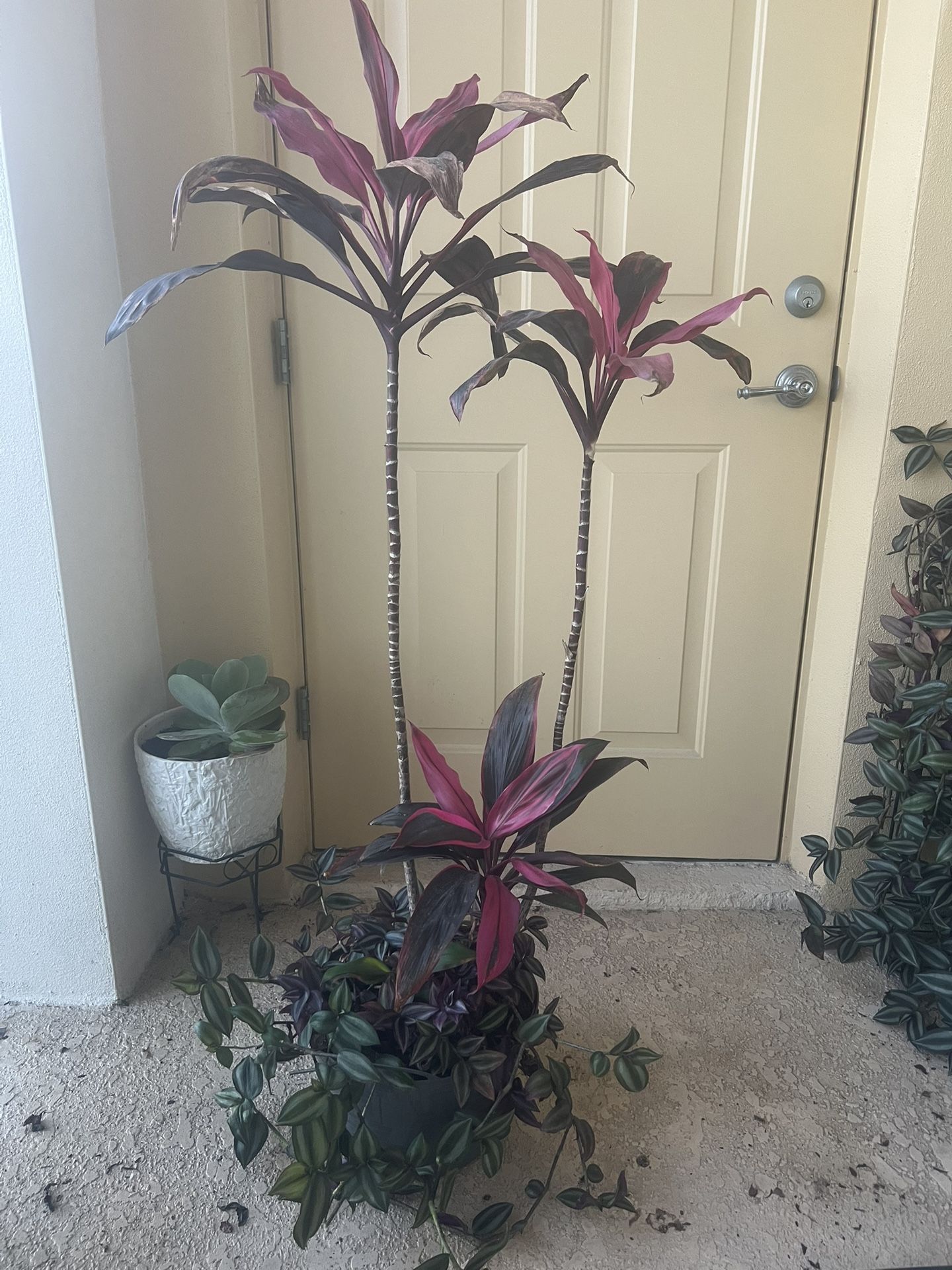Large Palm Plant