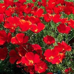Red California Poppies. 100 NonGMO Heirloom Seeds