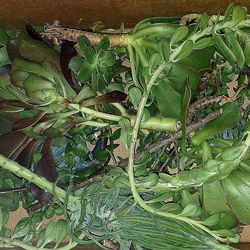 Free Succulent Cuttings