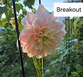 Dahlia Plants Breakout $5 each
