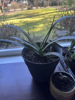 House Plants Different Sizes