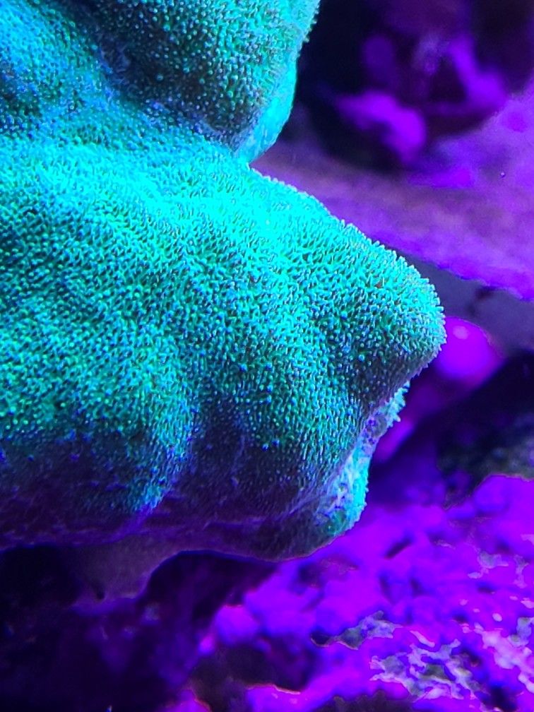 Green Psammocora