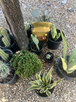 More Plants!!! Waddell Area