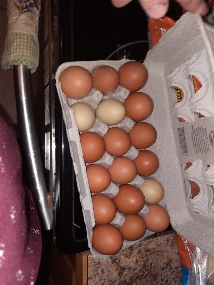 Fresh Chicken Eggs