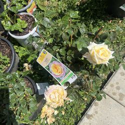 Roses Plants 