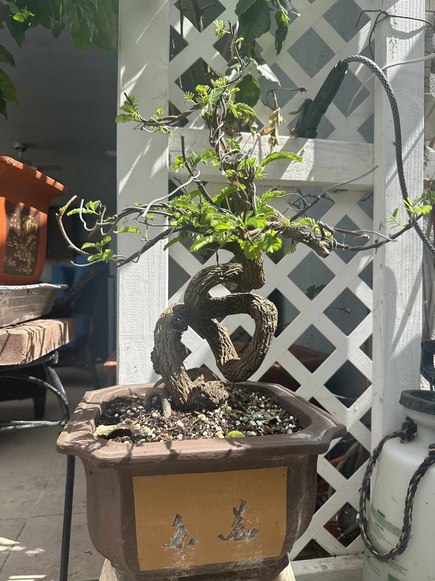 Tamarind Bonsai tree, Cây me Bonsai