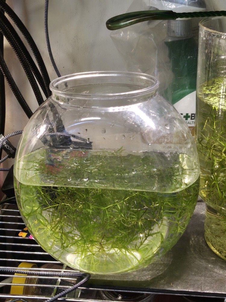 Fish Tank