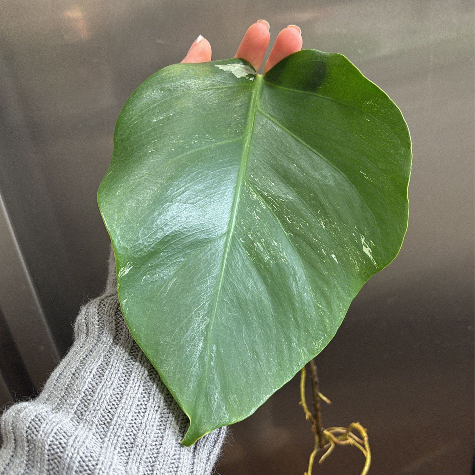 Monstera Albo