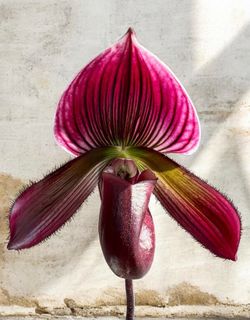 Orchid- Paph.Hsinying Bean x Paph.Hsinying Cyclon