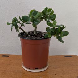 Small Jade Plant
