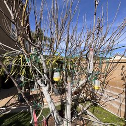 Fig Cuttings, Premium Varieties