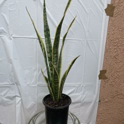 HERMOSAS PLANTAS NATURALES “SNAKE OR LENGUA DE SUEGRA PLANT 