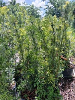 Podocarpus Hedges 4-4.5'ft $19