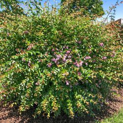 ‘Edward Goucher’ Abelia Bushes —