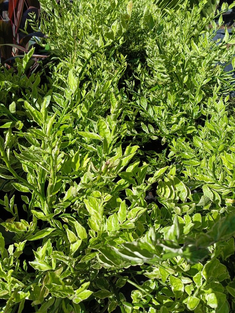 DEVIL'S BACK BONE PLANTS 3GL $10πΏπΏ
