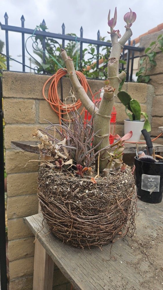Free Succulents