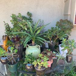SUCCULENTS FOR SALE