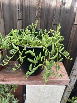 String of Bananas