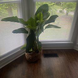 Indoor Plants For Sale 