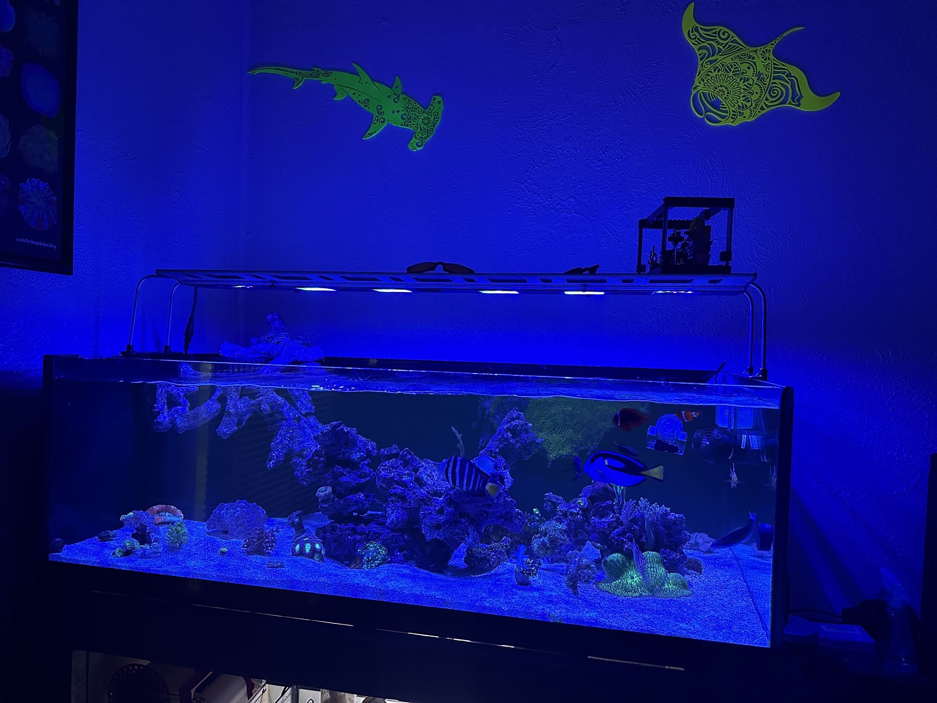 Saltwater Tank Setup