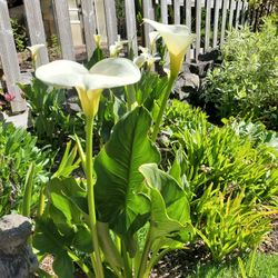 Beautiful, Large Bareroot Divisions of Blooming Calla Lilies