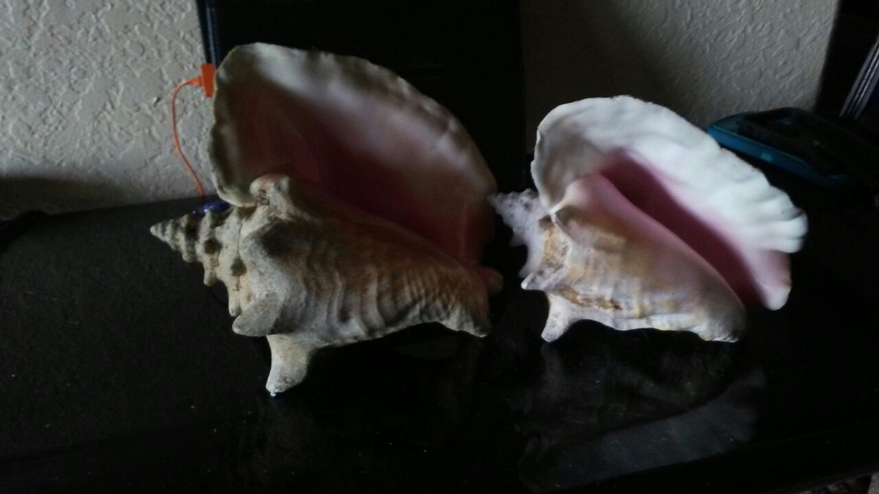 Bahamas shell