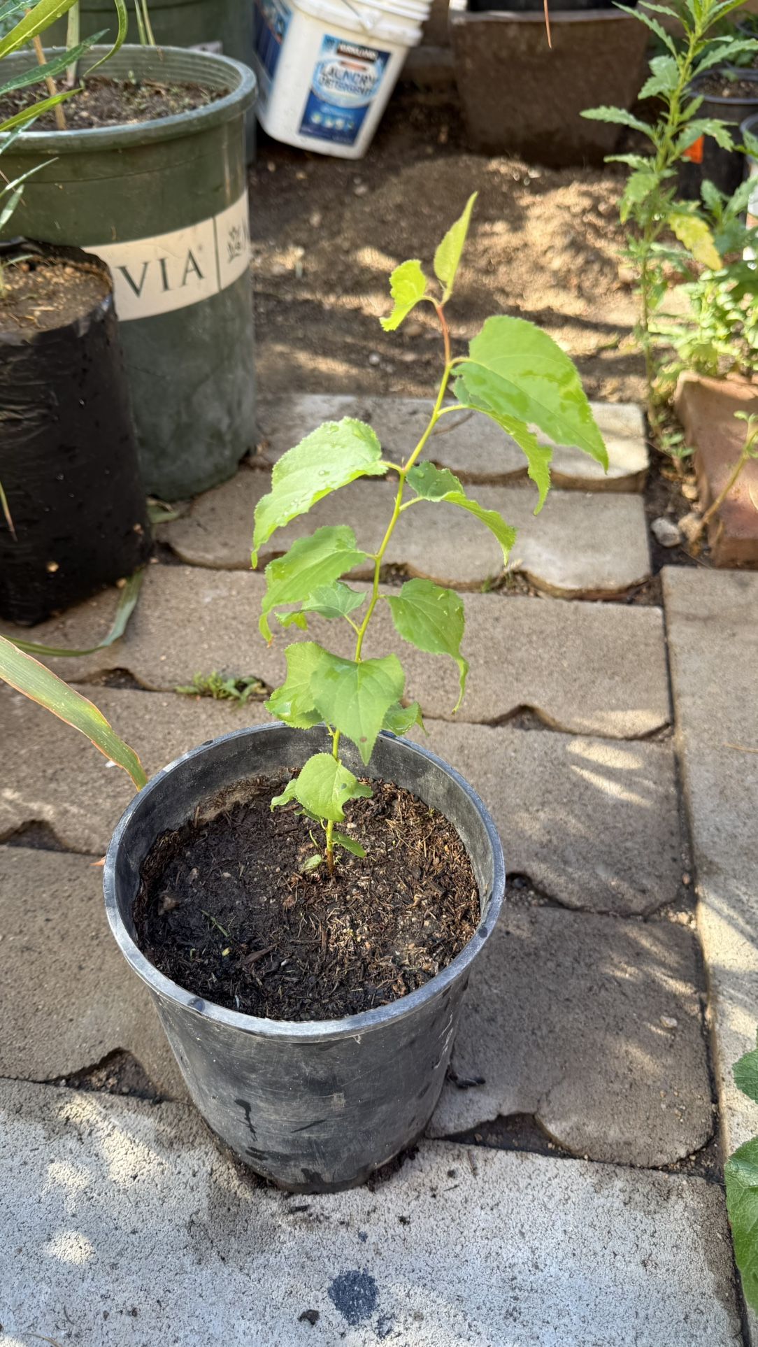 Apricot Fruit Tree /Arbol Frutal De Chabacano