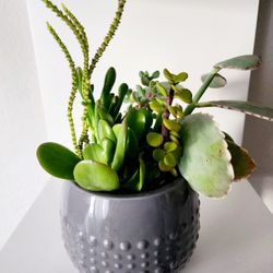 Small Ceramic pot with Variety of Succulents 