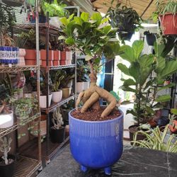 Ginseng Ficus Bonsai Tree 