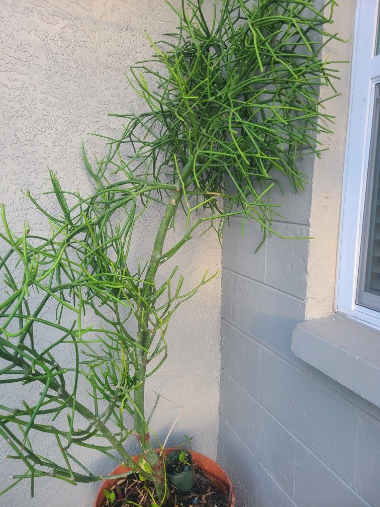 Pencil Cactus Plant