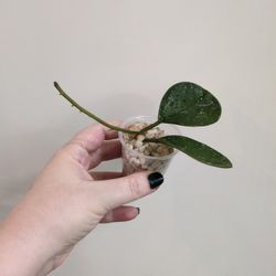 Hoya Obovata Pickup Capitol Hill