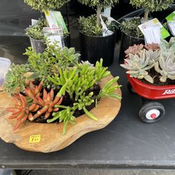 Succulents For Sale ! 