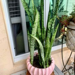 Heavy, Thick and tall Snake Plants $40 each