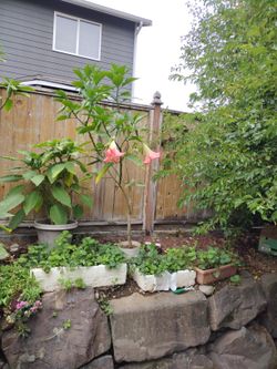 Pink Brugmansia 